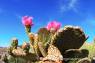 Beavertail_Cactus_03