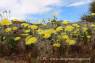 Desert_Dandelion