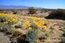 Desert_Marigold