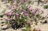 Desert_Sand_Verbena