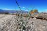 Desert_Trumpet