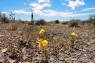 Desert_Trumpet_und_Mojave_Sun_Cup