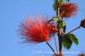 Fairy_Duster