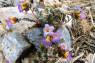 Fremonts_Phacelia