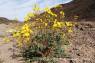 Golden_Evening_Primrose_02