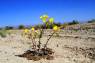 Golden_Evening_Primrose