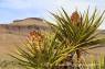 Mojave_Yucca_02