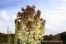 Mojave_Yucca