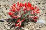 Scarlet_Milkvetch