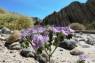 Wild_Heliotrope