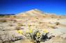 Woolly_Daisy_vor_Eureka_Dunes