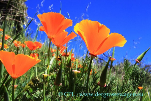 California_Poppy