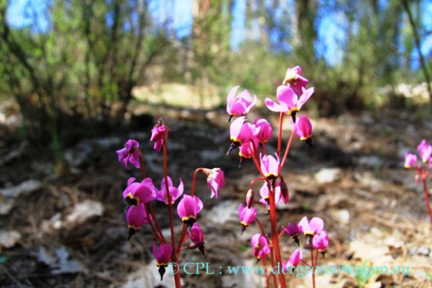 Hendersons_Shooting_Star_02