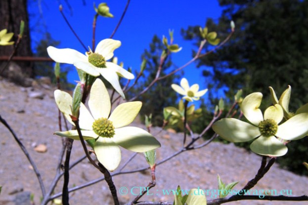 Pacific_Dogwood