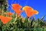 California_Poppy