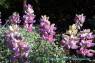 Lupine