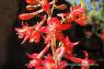 Red_Larkspur