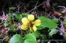 Smooth_yellow_Violet