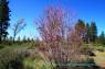 Western_Redbud