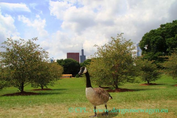Chicago_18
