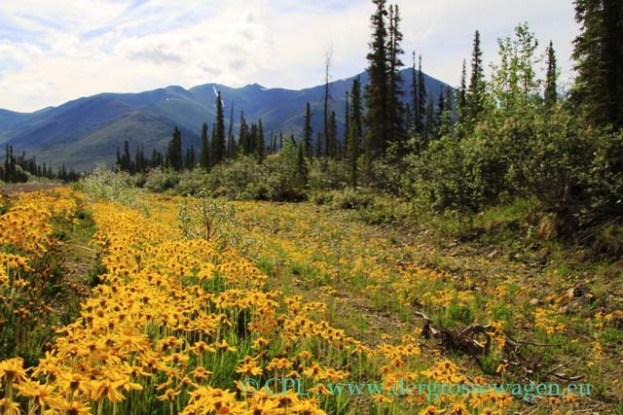 Alpine_Arnica