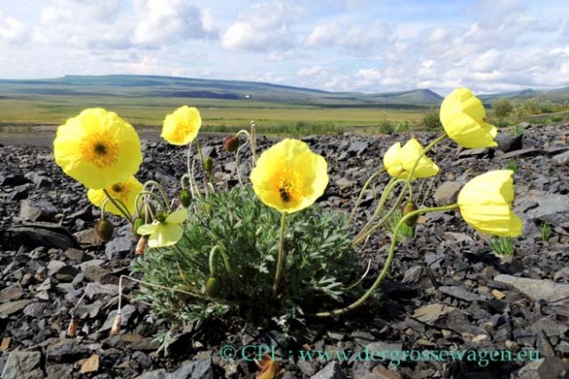 Arctic_Poppy