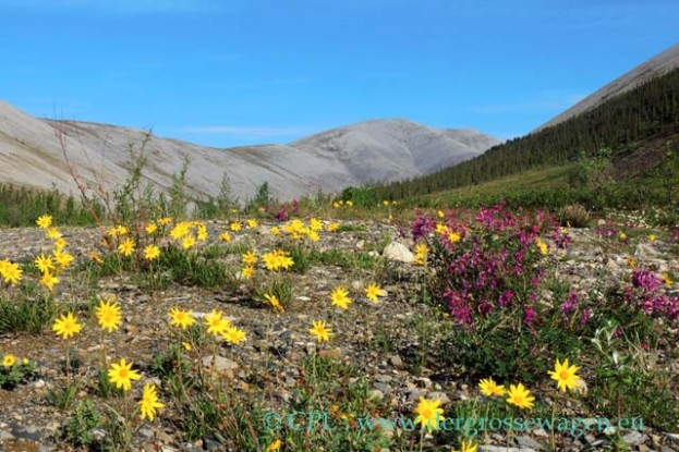 Dempster_Highway_mit_Blumen_01