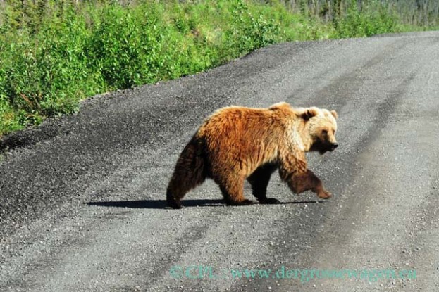 Grizzly_auf_Piste