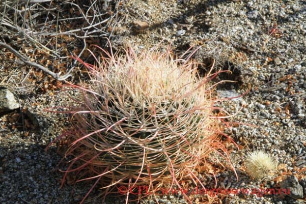 Barrel_Cactus_02