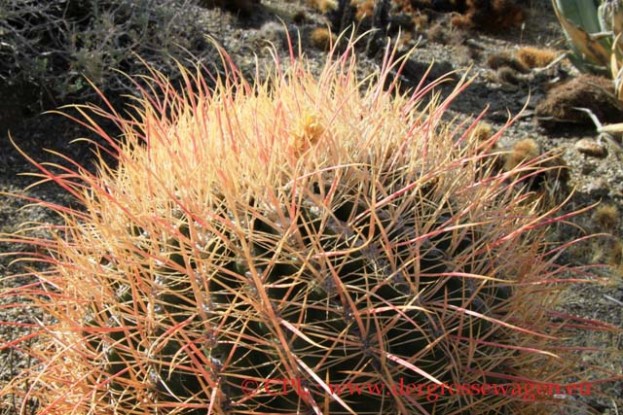 Barrel_Cactus_03