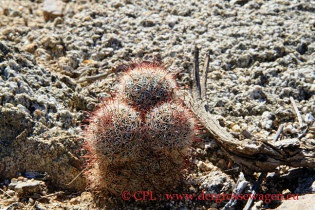 Fishhook_Cactus