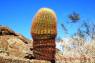 Barrel_Cactus_04