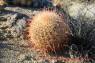 Barrel_Cactus