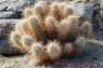 Hedgehog_Cactus