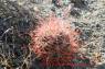 Sonora_Barrel_Cactus