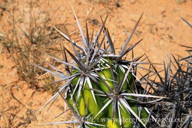 Baja_California_Club_Cholla