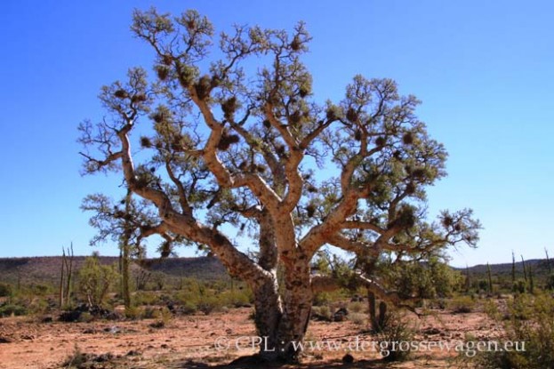 Baja_California_Elephant_Tree_01