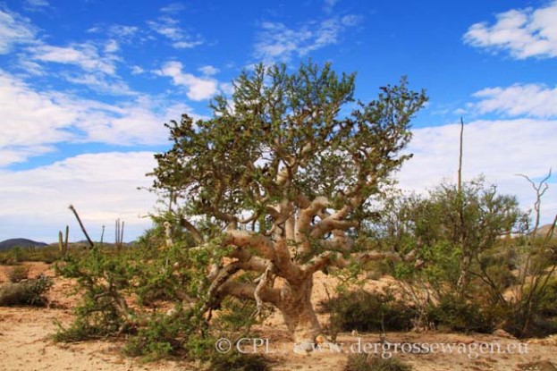 Baja_California_Elephant_Tree_02