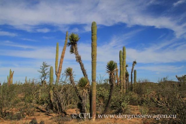 Baja_California_Tree_Yucca_und_Elephant_Cactus