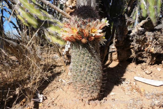 California_Fishhook_Cactus_01