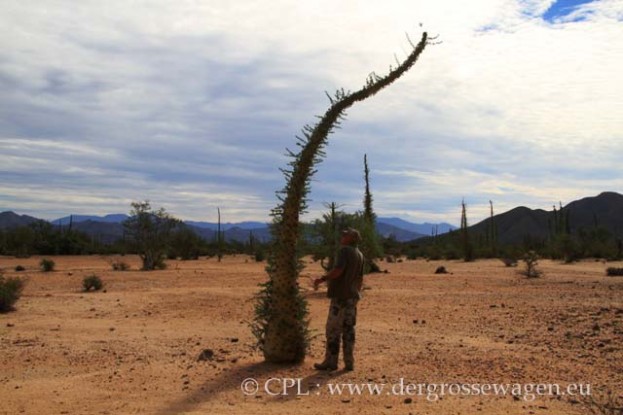 Cirios=Boojum_Trees_03