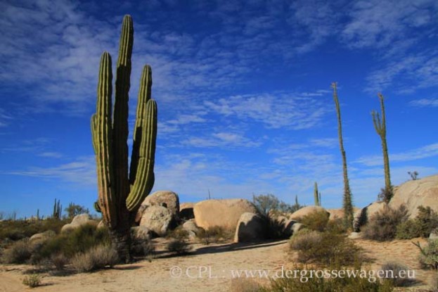 Cirios_und_Elephant_Cactus_02