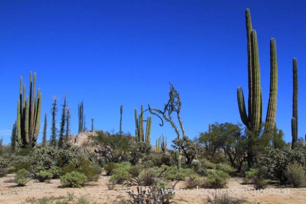 Cirios_und_Elephant_Cactus_03