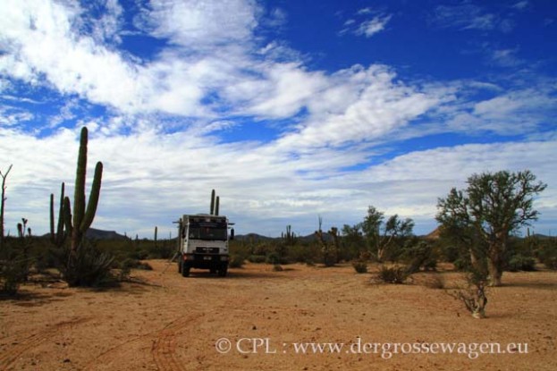 Elephant_Cactus-und_BC_Elephant_Tree_01