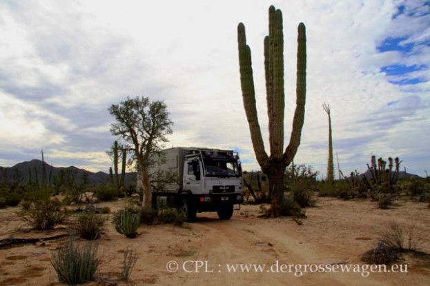 Elephant_Cactus-und_BC_Elephant_Tree_02