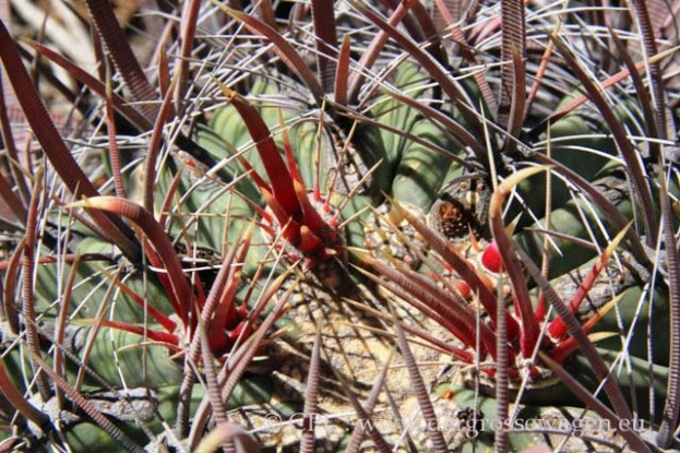 Ford_Barrel_Cactus_01
