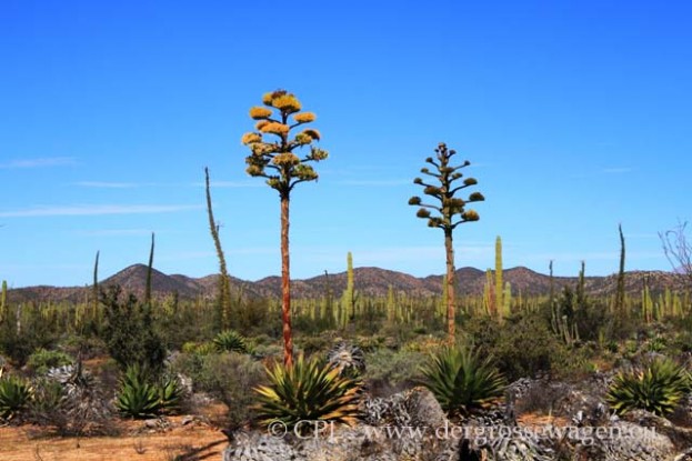 Goldman_Agave_01