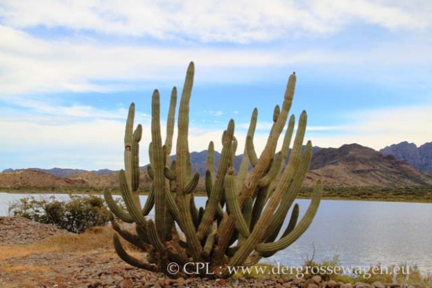 Organ_Pipe_Cactus_03