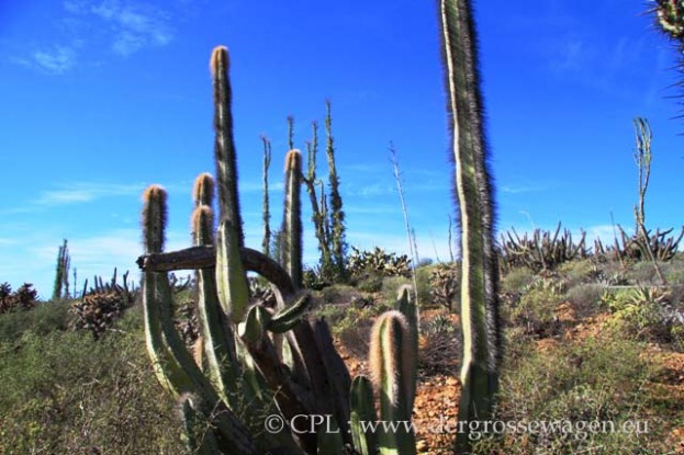 Senita=Old_Man_Cactus_01