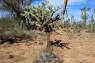 Baja_California_Cholla